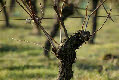 Rubinus - snoei 01 voor de wintersnoei [Müller-Thurgau, België, Houwaart].jpg
